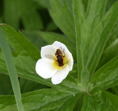 Parhelophilus obsoletus