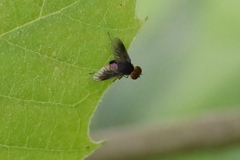 Chrysopilus quadratus