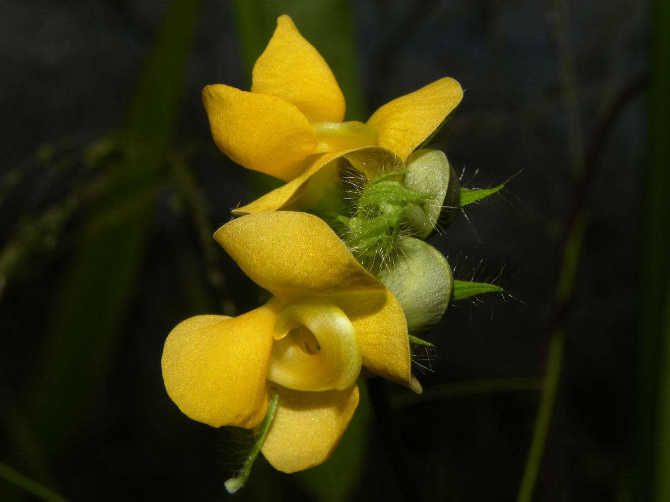 Vigna lasiocarpa
