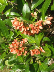 Alberta magna