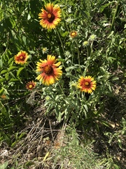 Gaillardia pulchella