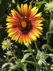 Gaillardia pulchella