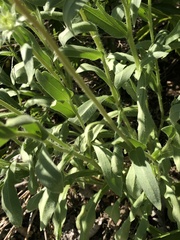Gaillardia pulchella