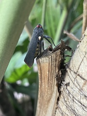 Acraephia perspicillata