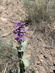 Penstemon osterhoutii