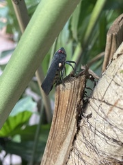 Acraephia perspicillata