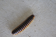 Apheloriini