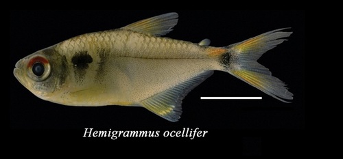Head-and-tail light tetra
