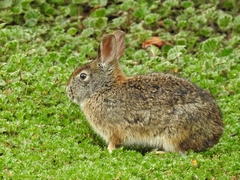 Andean Cottontail photo 2