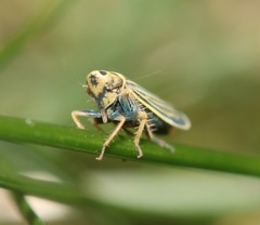 Amblysellus curtisii