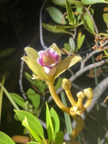 Vanilla barbellata · BioDiversity4All