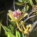Wormvine Orchid - Photo (c) dylannt, some rights reserved (CC BY-NC), uploaded by dylannt
