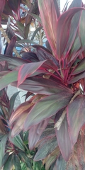 Cordyline fruticosa