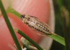 Anoscopus serratulae