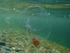 Catablema vesicarium