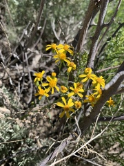 Packera streptanthifolia
