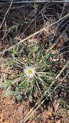 Townsendia grandiflora