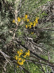 Packera streptanthifolia