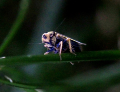 Amblysellus curtisii