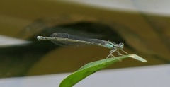 Enallagma exsulans
