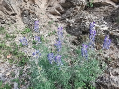 Lupinus potosinus