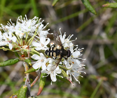 Sericomyia transversa