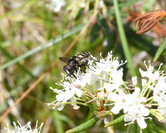 Sericomyia transversa