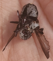 Cuterebra buccata