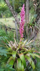 Tillandsia lucida