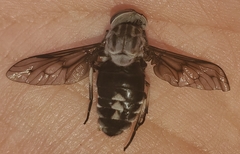 Tabanus trimaculatus