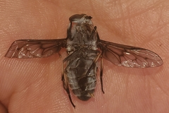 Tabanus trimaculatus