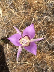 Calochortus macrocarpus macrocarpus