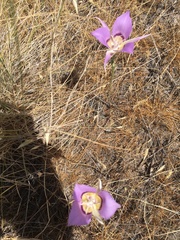 Calochortus macrocarpus macrocarpus