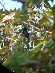 Trogon caligatus