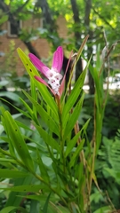 Isochilus chiriquensis