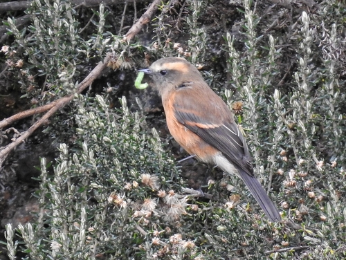 Brown-backed Chat-Tyrant (Ochthoeca fumicolor), photo 6