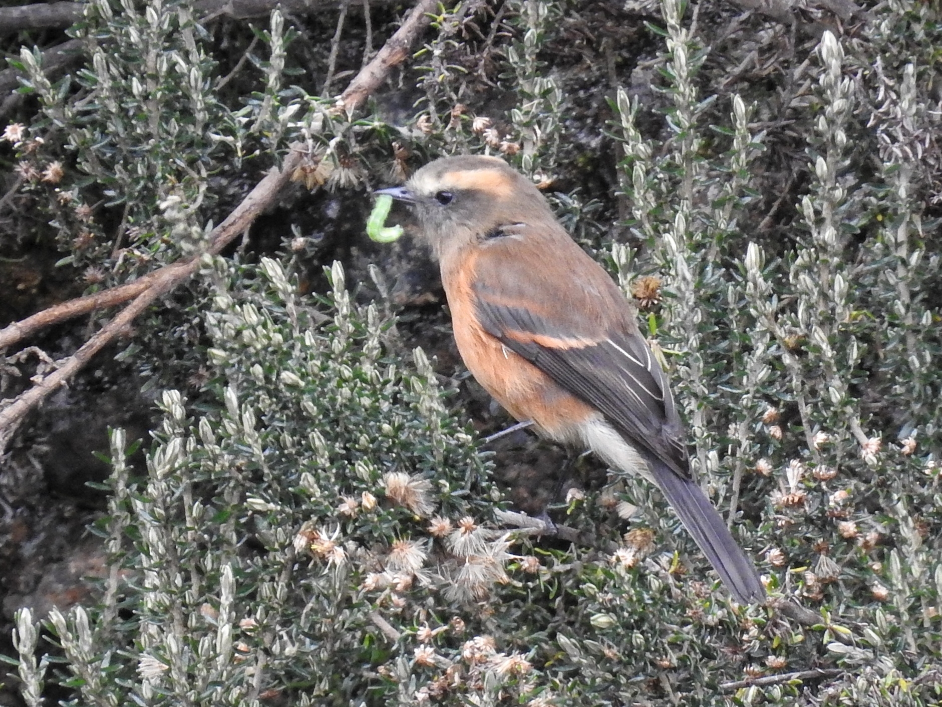 Brown-backed Chat-Tyrant (Ochthoeca fumicolor)