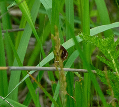 Argyrostrotis quadrifilaris