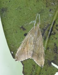 Trischistognatha pyrenealis