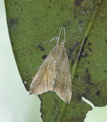 Trischistognatha pyrenealis