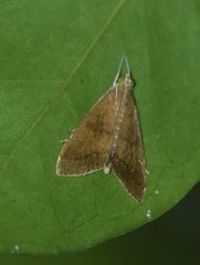 Trischistognatha pyrenealis