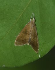 Trischistognatha pyrenealis