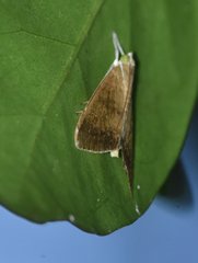 Trischistognatha pyrenealis