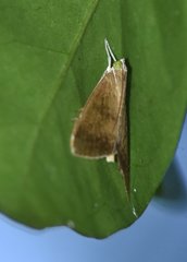 Trischistognatha pyrenealis