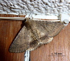 Pandesma robusta