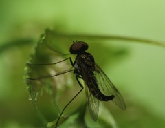 Chrysopilus fasciatus
