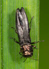 Agrilus celti