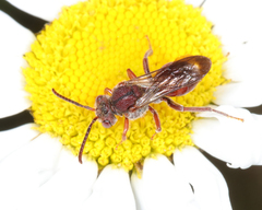 Nomada articulata