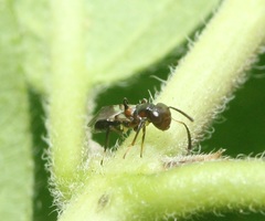 Encyrtus