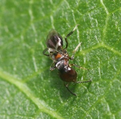 Encyrtus